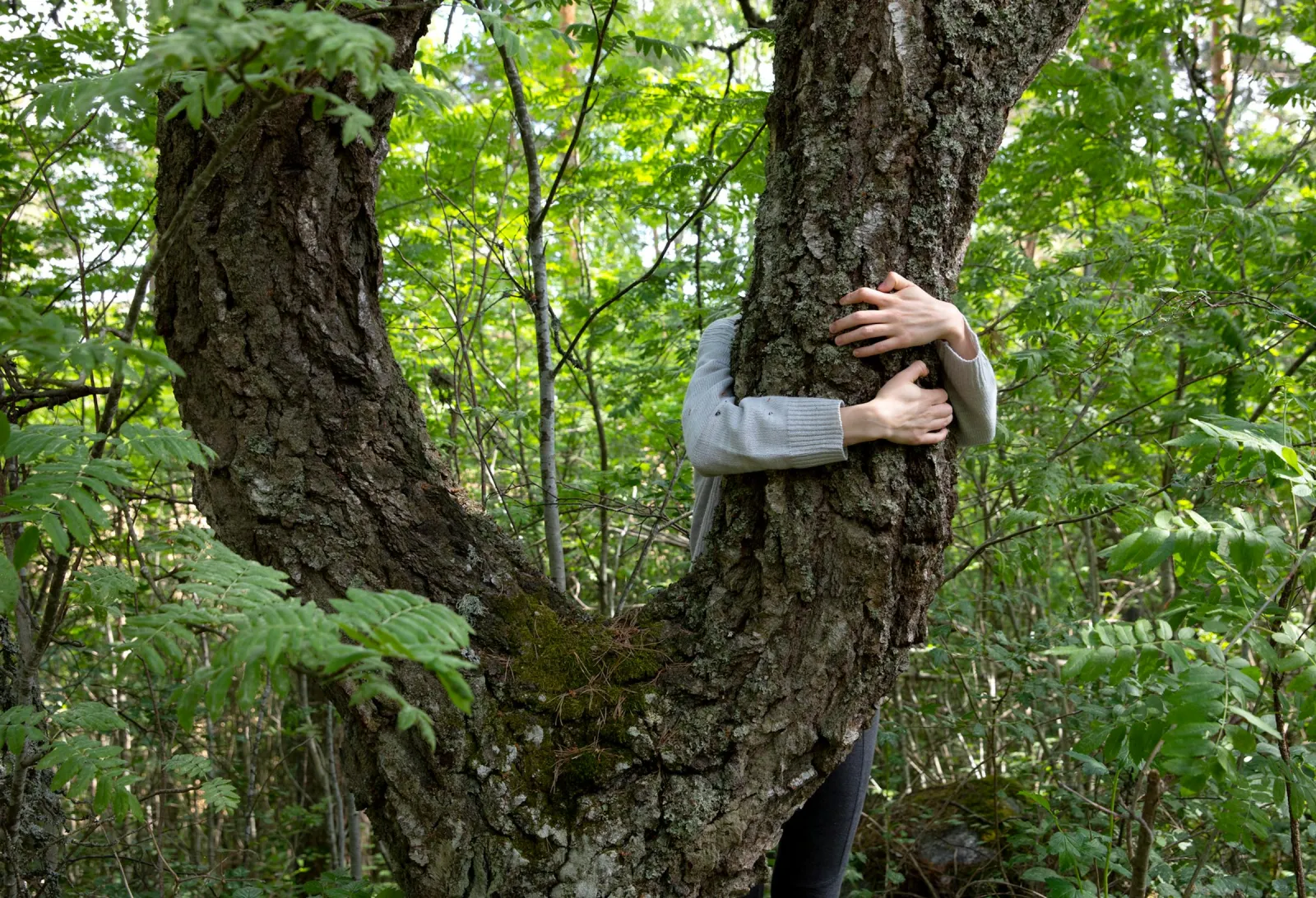 Ihminen halaa puun runkoa vehreässä metsässä